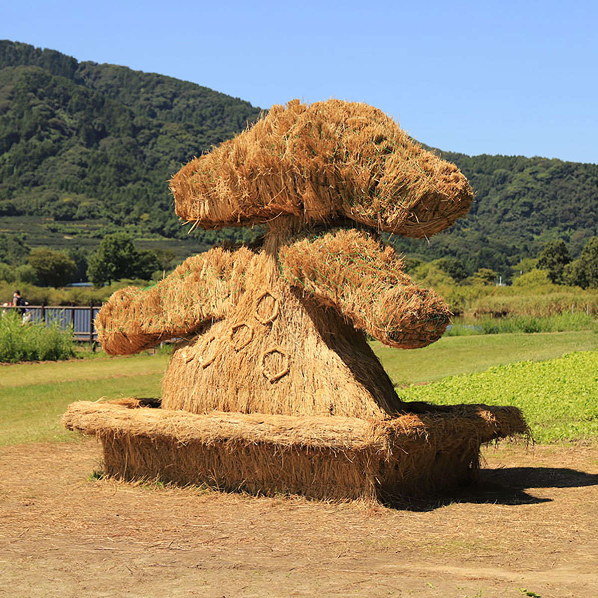 松の木