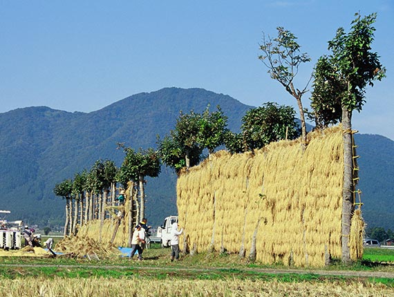 夏井的稻草树