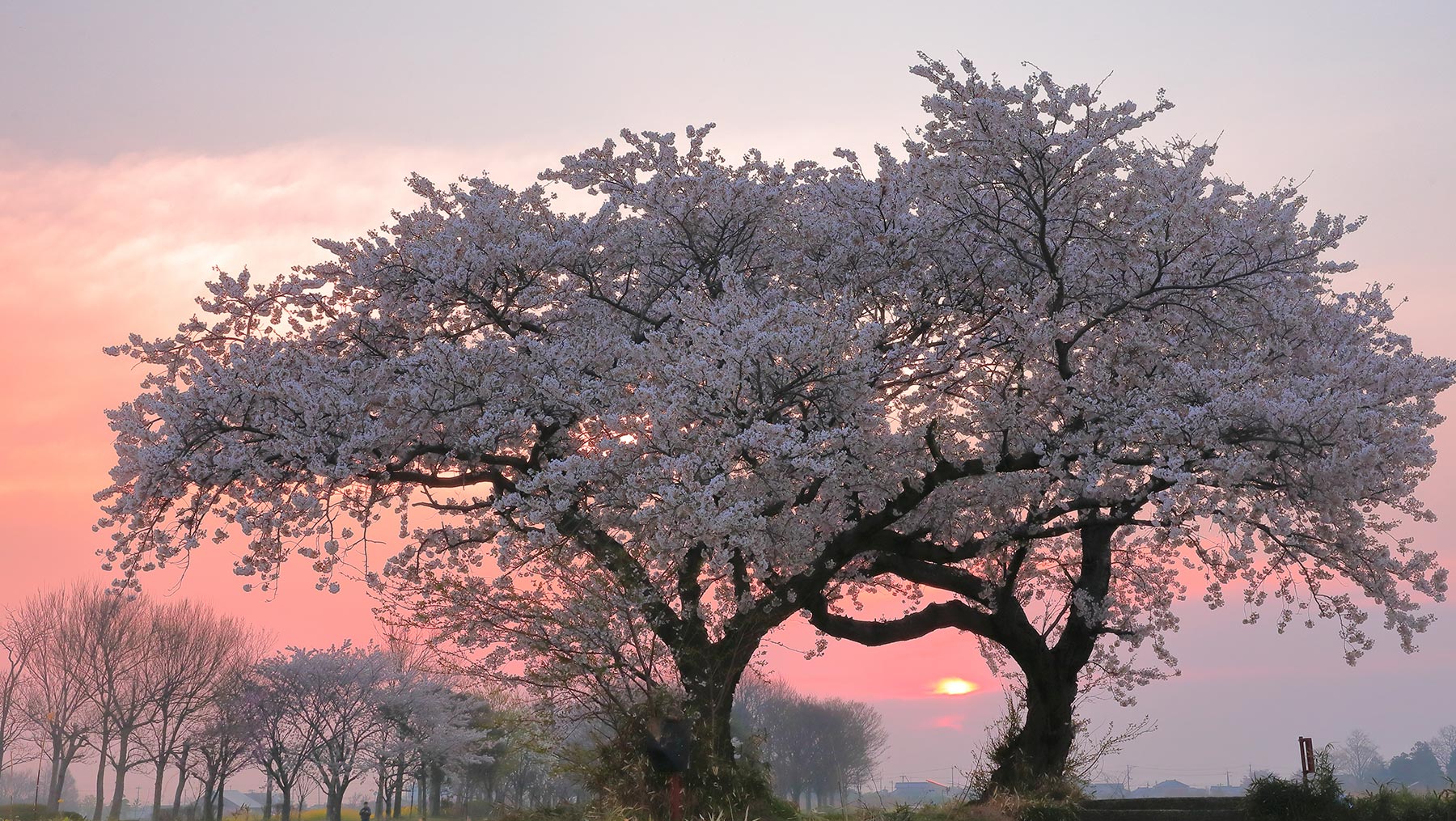 Spring - Meotozakura cherry blossoms nestled within the fields