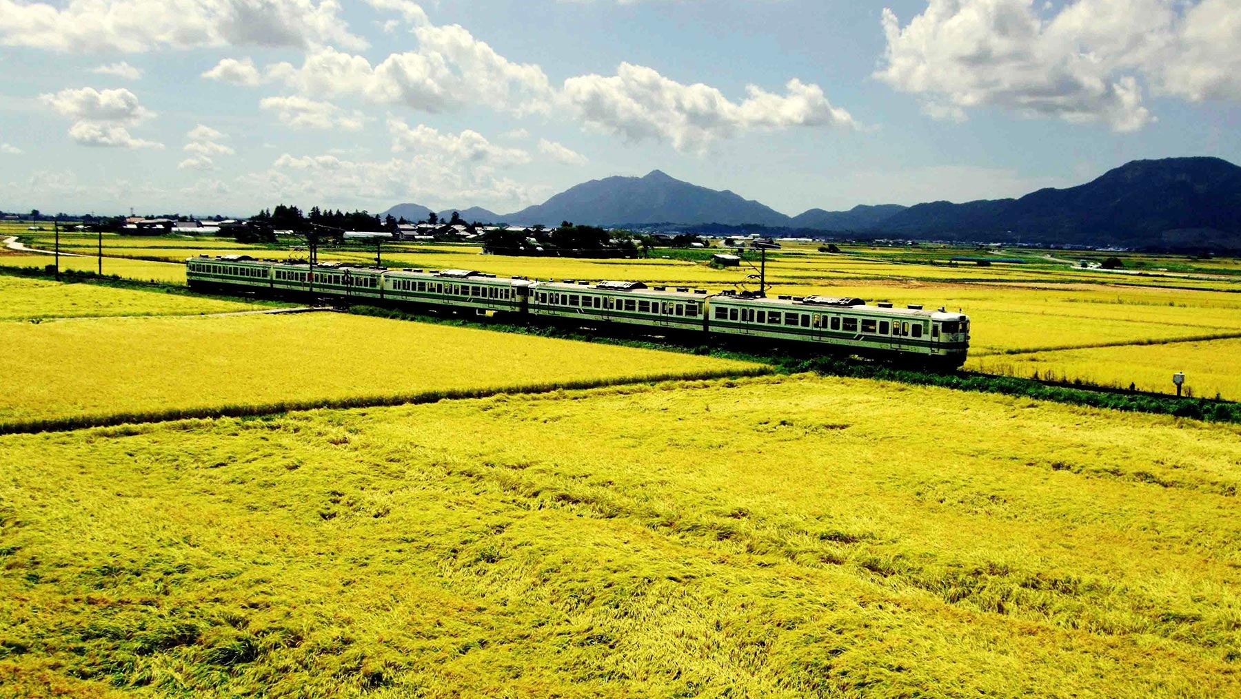 Fall - The bending ripening ears of rice shine in golden hues