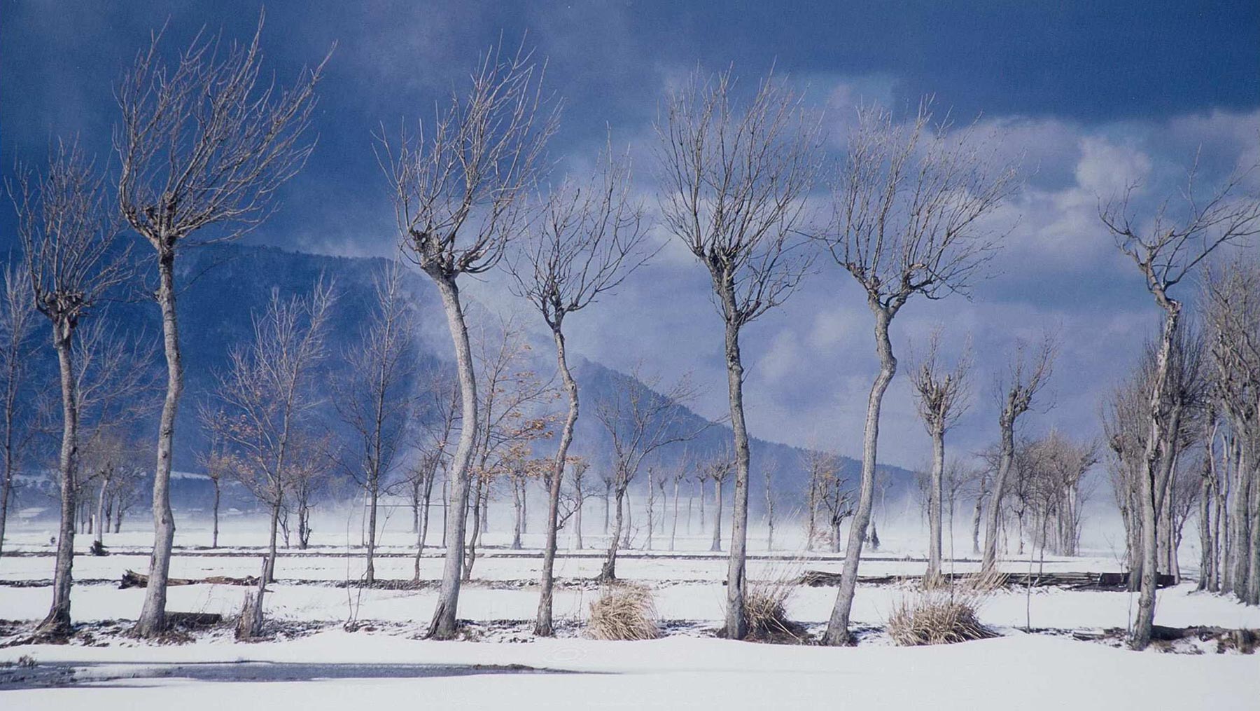 ―冬― 严冬，暴风雪后的成排稻架木
